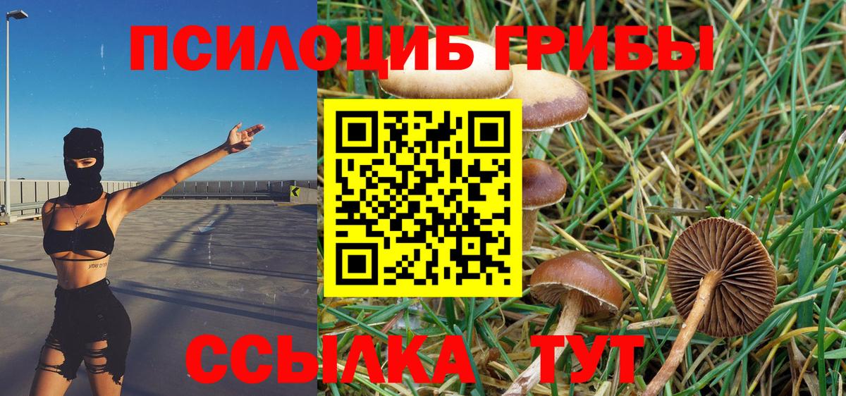 Галлюциногенные грибы Psilocybe Краснокаменск